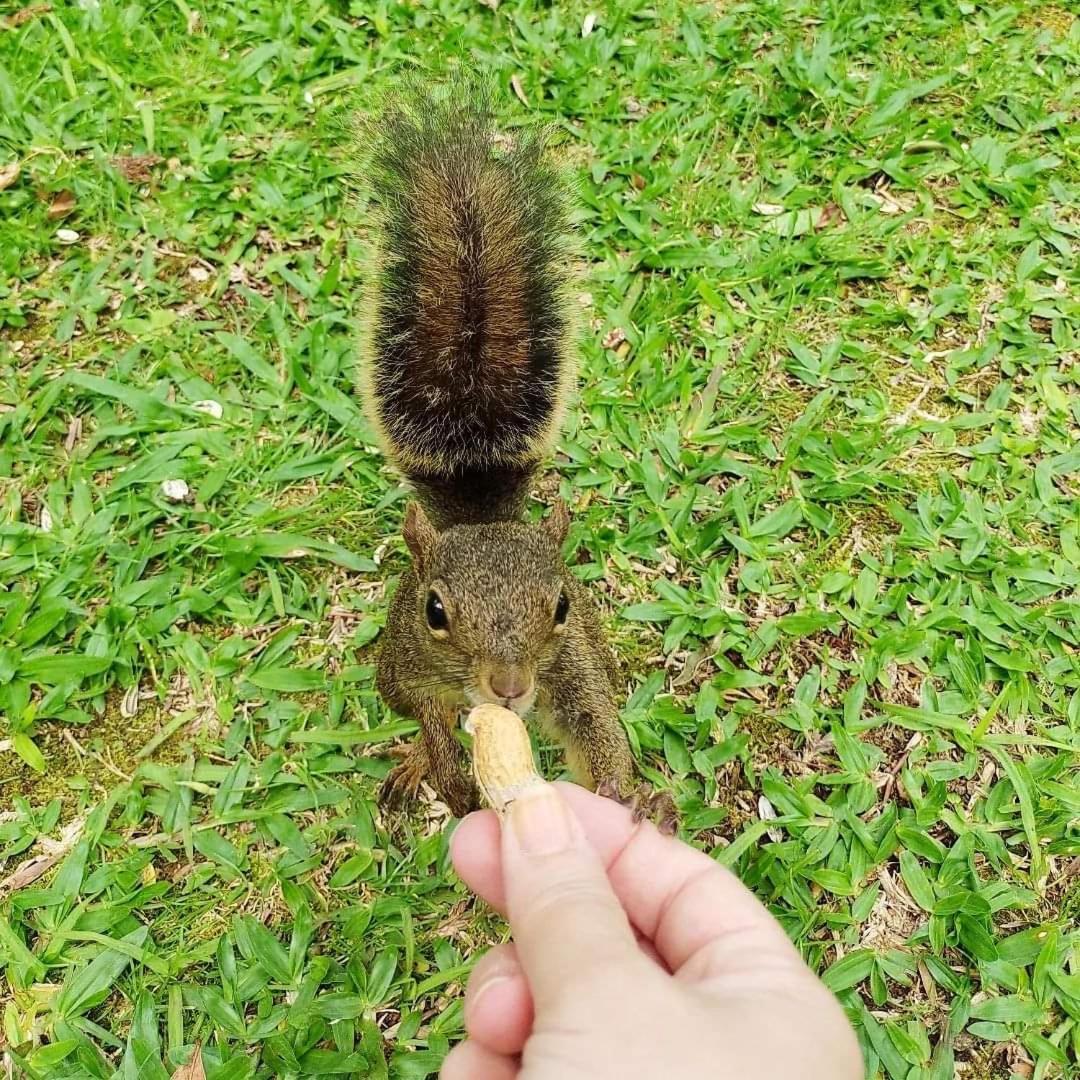 Pousada Paraiso Das Araucarias 호텔 몬테베르데 외부 사진